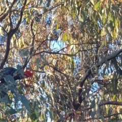 Callocephalon fimbriatum (Gang-gang Cockatoo) at Mount Majura - 20 Aug 2022 by MAX