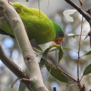 Lathamus discolor at Curtin, ACT - 31 Aug 2022