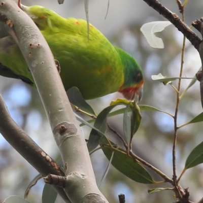 Lathamus discolor (Swift Parrot) at Curtin, ACT - 31 Aug 2022 by HelenCross