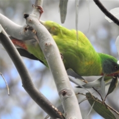 Lathamus discolor at Curtin, ACT - 31 Aug 2022