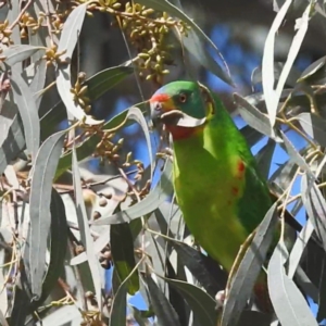 Lathamus discolor at Curtin, ACT - suppressed