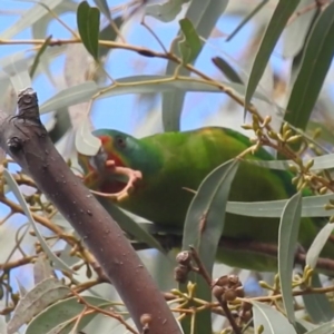 Lathamus discolor at Curtin, ACT - suppressed