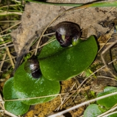 Corysanthes incurva (Slaty Helmet Orchid) at Mount Jerrabomberra - 31 Aug 2022 by dan.clark