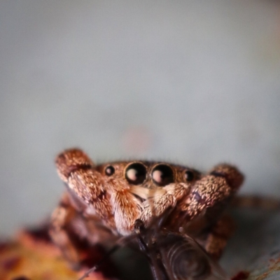 Simaethula sp. (genus) (A jumping spider) at Aranda, ACT - 31 Aug 2022 by amiessmacro