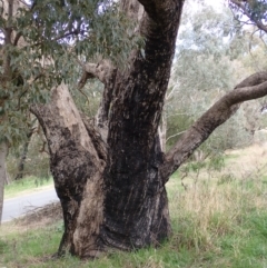 Eucalyptus goniocalyx at Cavan, NSW - 28 Aug 2022