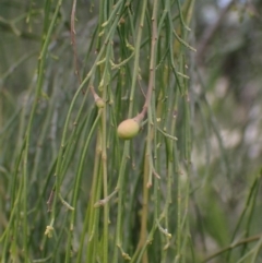 Exocarpos cupressiformis (Cherry Ballart) at Cavan, NSW - 28 Aug 2022 by drakes