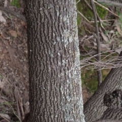 Exocarpos cupressiformis at Cavan, NSW - 28 Aug 2022 01:34 PM