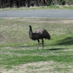 Dromaius novaehollandiae at Coree, ACT - 31 Aug 2022