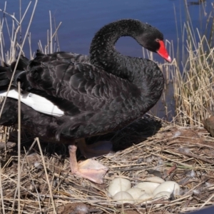 Cygnus atratus at Paddys River, ACT - 31 Aug 2022 01:20 PM