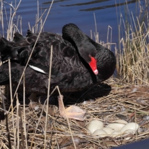 Cygnus atratus at Paddys River, ACT - 31 Aug 2022