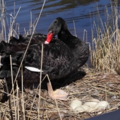 Cygnus atratus at Paddys River, ACT - 31 Aug 2022 01:20 PM