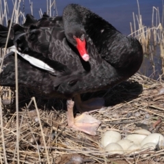 Cygnus atratus at Paddys River, ACT - 31 Aug 2022