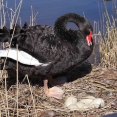 Cygnus atratus at Paddys River, ACT - 31 Aug 2022 01:20 PM