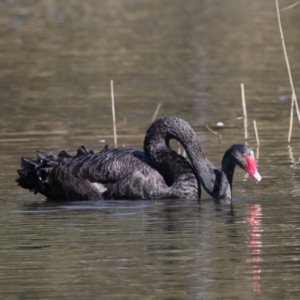 Cygnus atratus at Paddys River, ACT - 31 Aug 2022