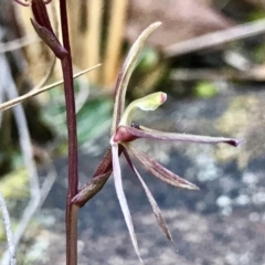 Cyrtostylis reniformis (Common Gnat Orchid) by PeterR