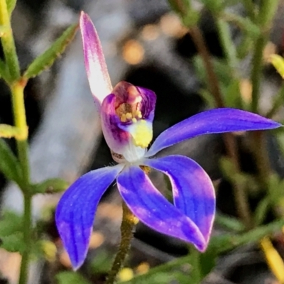 Cyanicula caerulea (Blue Fingers, Blue Fairies) at Point 5815 - 31 Aug 2022 by PeterR