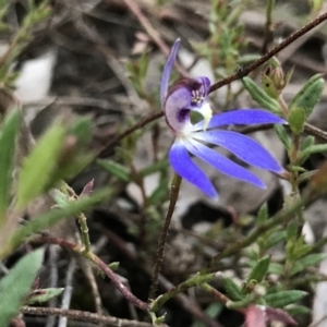 Cyanicula caerulea at Point 5815 - suppressed