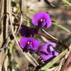 Hardenbergia violacea (False Sarsaparilla) at Tidbinbilla Nature Reserve - 21 Aug 2022 by PeterR