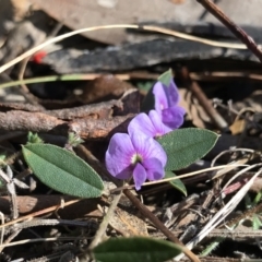 Hovea heterophylla (Common Hovea) at Paddys River, ACT - 21 Aug 2022 by PeterR