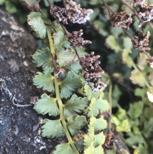 Asplenium flabellifolium at Paddys River, ACT - 21 Aug 2022