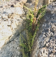 Asplenium flabellifolium at Paddys River, ACT - 21 Aug 2022