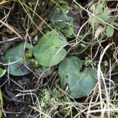 Corysanthes sp. (A Helmet Orchid) at Paddys River, ACT by PeterR