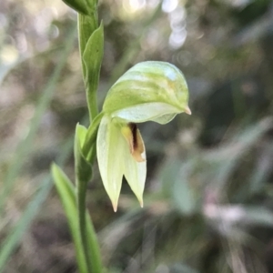 Bunochilus montanus (ACT) = Pterostylis jonesii (NSW) at Paddys River, ACT - suppressed