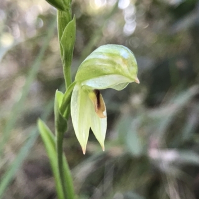 Bunochilus montanus (ACT) = Pterostylis jonesii (NSW) (Montane Leafy Greenhood) at Paddys River, ACT - 21 Aug 2022 by PeterR