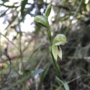 Bunochilus montanus (ACT) = Pterostylis jonesii (NSW) at Paddys River, ACT - suppressed