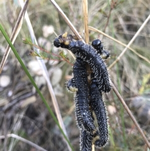 Perga dorsalis at Acton, ACT - 25 Aug 2022