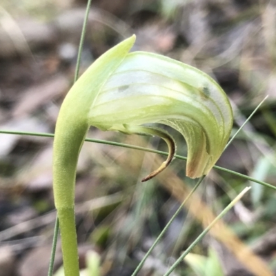 Pterostylis nutans (Nodding Greenhood) at Acton, ACT - 25 Aug 2022 by PeterR