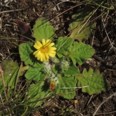 Cymbonotus sp. (preissianus or lawsonianus) (Bears Ears) at Budjan Galindji (Franklin Grassland) Reserve - 27 Aug 2022 by michaelb