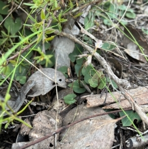 Acianthus sp. at Bruce, ACT - 1 Sep 2022