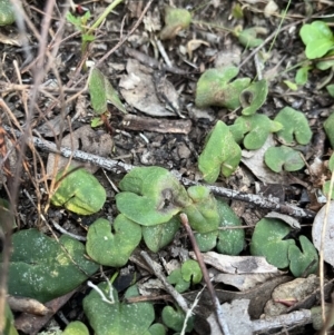 Acianthus sp. at Bruce, ACT - 1 Sep 2022