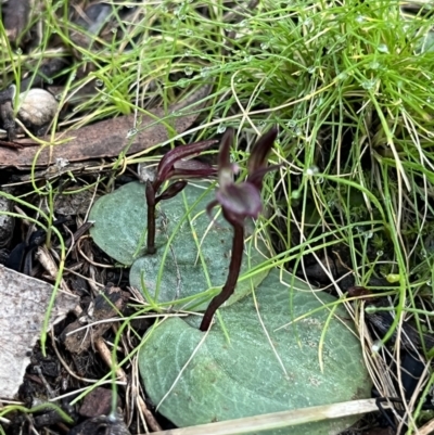 Cyrtostylis reniformis (Common Gnat Orchid) at Bruce, ACT - 31 Aug 2022 by dgb900