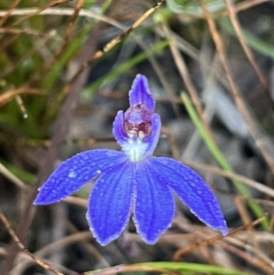 Cyanicula caerulea at Bruce, ACT - suppressed