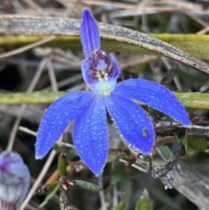 Cyanicula caerulea at Bruce, ACT - suppressed