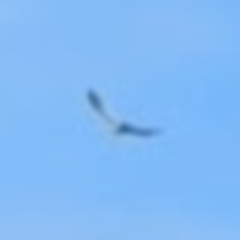 Callocephalon fimbriatum (Gang-gang Cockatoo) at Phillip, ACT - 31 Aug 2022 by dougsky