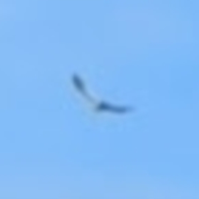 Callocephalon fimbriatum (Gang-gang Cockatoo) at Phillip, ACT - 1 Sep 2022 by dougsky