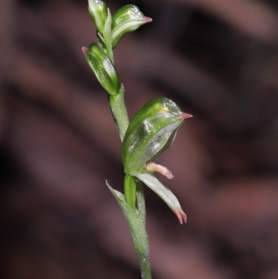 Bunochilus montanus (Montane Leafy Greenhood) at Paddys River, ACT - 31 Aug 2022 by TimL