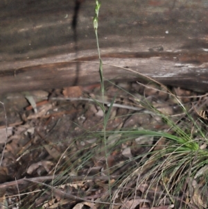 Bunochilus montanus (ACT) = Pterostylis jonesii (NSW) at Paddys River, ACT - suppressed