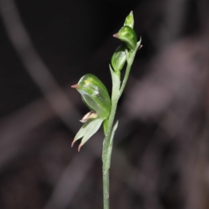 Bunochilus montanus (ACT) = Pterostylis jonesii (NSW) at Paddys River, ACT - suppressed