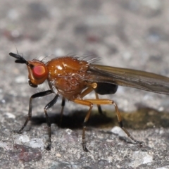 Sapromyza sp. (genus) (A lauxaniid fly) at Paddys River, ACT - 31 Aug 2022 by TimL