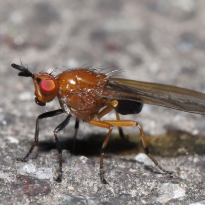 Sapromyza sp. (genus) (A lauxaniid fly) at Paddys River, ACT - 31 Aug 2022 by TimL