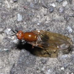 Rhagadolyra magnicornis at Paddys River, ACT - 31 Aug 2022 12:34 PM