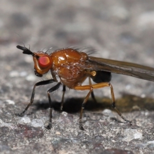 Rhagadolyra magnicornis at Paddys River, ACT - 31 Aug 2022 12:34 PM