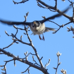 Manorina melanocephala at Greenway, ACT - 24 Jul 2022 02:55 PM