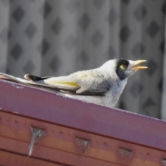 Manorina melanocephala at Greenway, ACT - 24 Jul 2022 02:55 PM