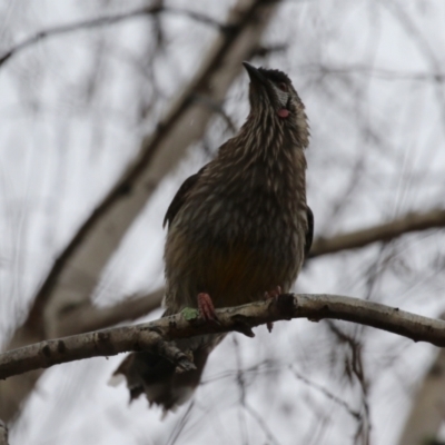 Anthochaera carunculata (Red Wattlebird) at Greenway, ACT - 29 Aug 2022 by RodDeb