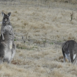 Macropus giganteus at Greenway, ACT - 1 Aug 2022 04:13 PM